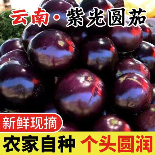 现摘云南茄子圆茄紫光农家紫皮圆茄特大果单果300g起2斤/5斤现摘