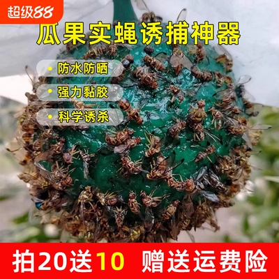 粘虫柑橘果园瓜果诱蝇器实蝇粘胶板针蜂果蝇诱虫球果蝇针蜂引诱剂