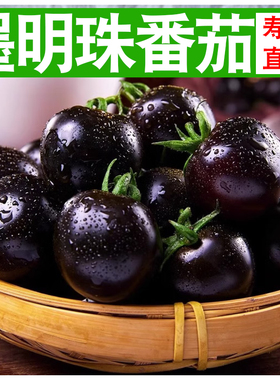 小番茄露天种植孕妇水果墨明珠黑玫瑰新鲜紫龙樊圣女果紫色小柿子
