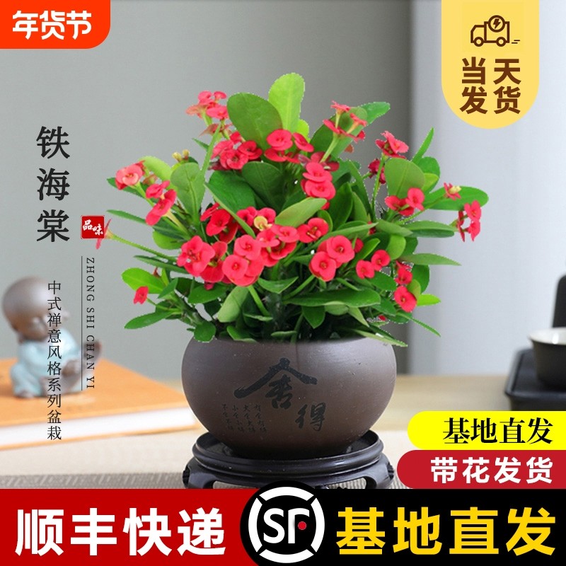 铁海棠盆栽带花发货虎刺梅室内小绿植阳台花卉植物盆景四季好养活,鲜花速递/花卉仿真/绿植园艺,绿植,淘宝优惠券,粉丝福利购,淘宝优惠卷