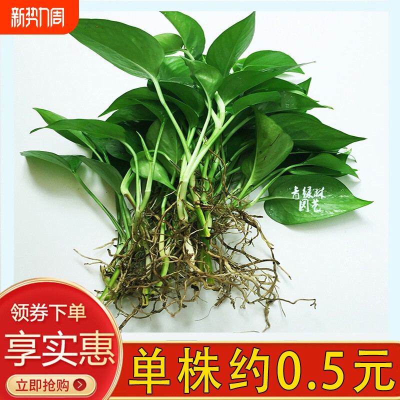 水培绿萝裸根水养绿植物大叶绿箩花卉发财树白吉利红掌富贵竹吊