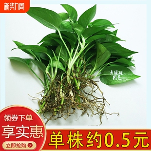 水培绿萝裸根水养绿植物大叶绿箩花卉发财树白吉利红掌富贵竹吊