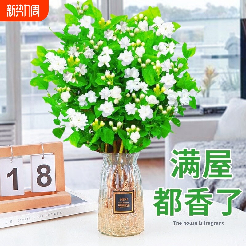 茉莉花苗盆栽水培植物九里香栀子花卉室内四季开花水培花客厅好养