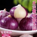 蔬菜新蒜上市 当季 云南紫皮独头大蒜干蒜 新鲜红辣圆头蒜
