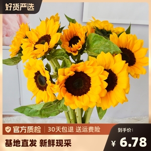 向日葵鲜花花束云南直发昆明基地客厅水养瓶插花教师节送老师高考