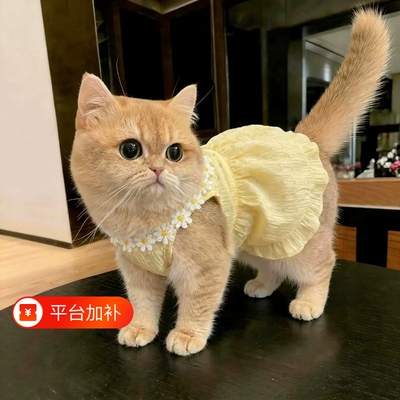 猫咪衣服防掉毛夏季薄款宠物背心