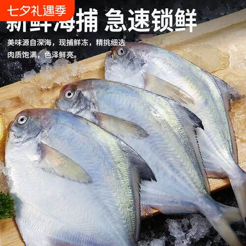 渔乐喵银鲳鱼鲳鱼新鲜海捕大鲳鱼冷冻海产海鲜批发生鲜水产深海