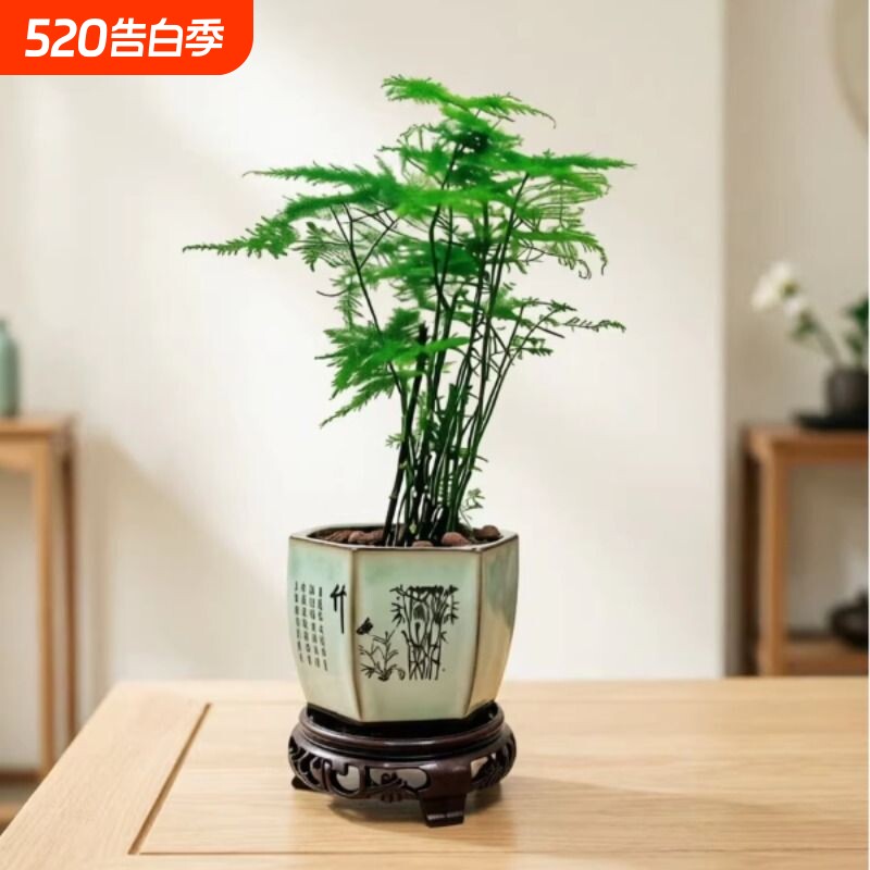 文竹盆栽盆景植物中式禅意微盆景办公室桌面绿植造型植物四季常青