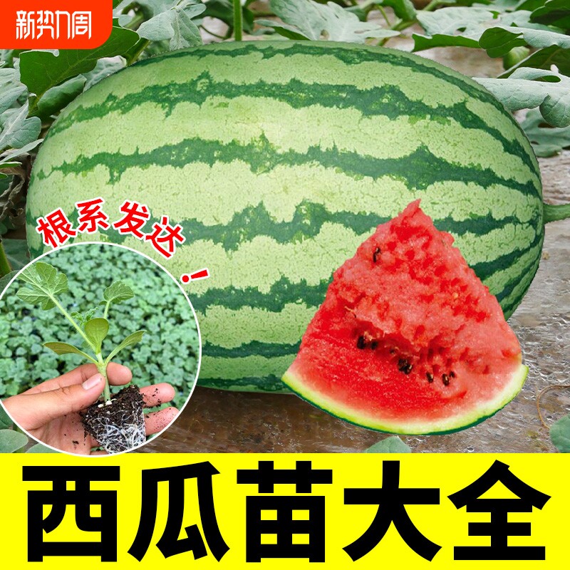 西瓜种籽薄皮早熟超甜西瓜种子四季庭院易种水果种孑嫁接种植