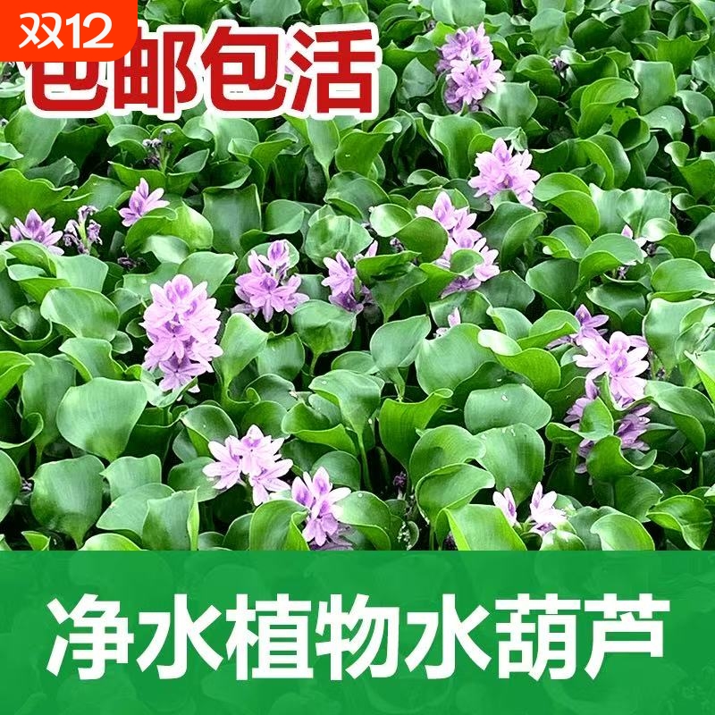 水葫芦水草浮萍鱼缸乌龟虾花卉鱼池塘水生植物凤眼莲生态造景养龟