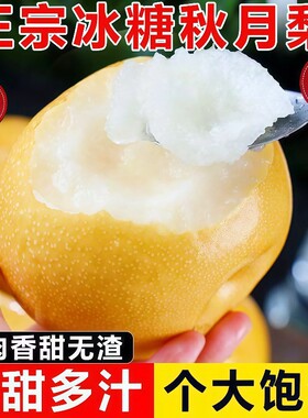 正宗秋月梨新玉梨新鲜水果大果9斤现摘不打蜡脆甜多汁冰糖梨整箱