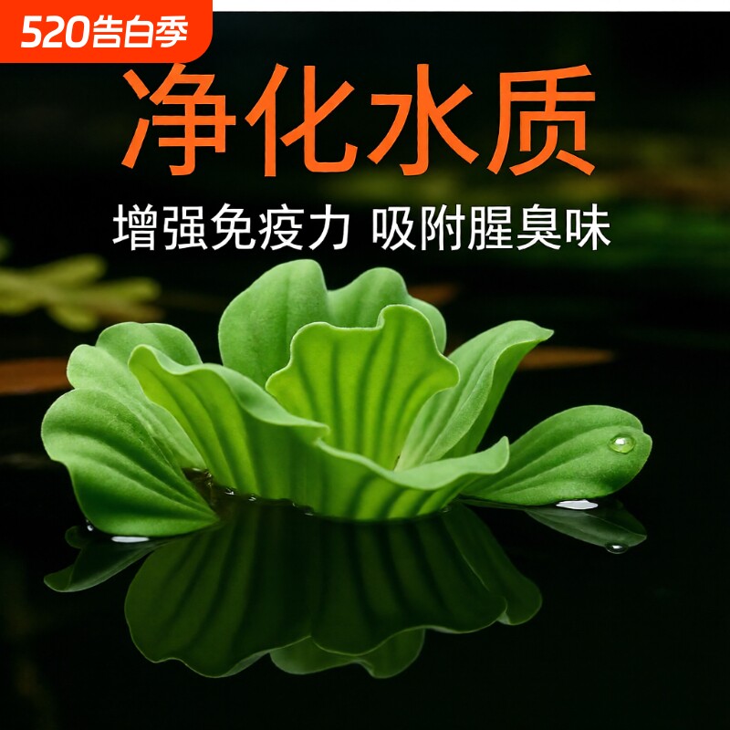 鱼缸浮萍水草套餐大全水培水生绿植碗莲鱼缸植物造景套餐增氧植物