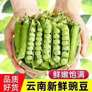 现摘甜脆青豆农家自种蔬菜带壳豌豆粒 云南新鲜豌豆荚当季