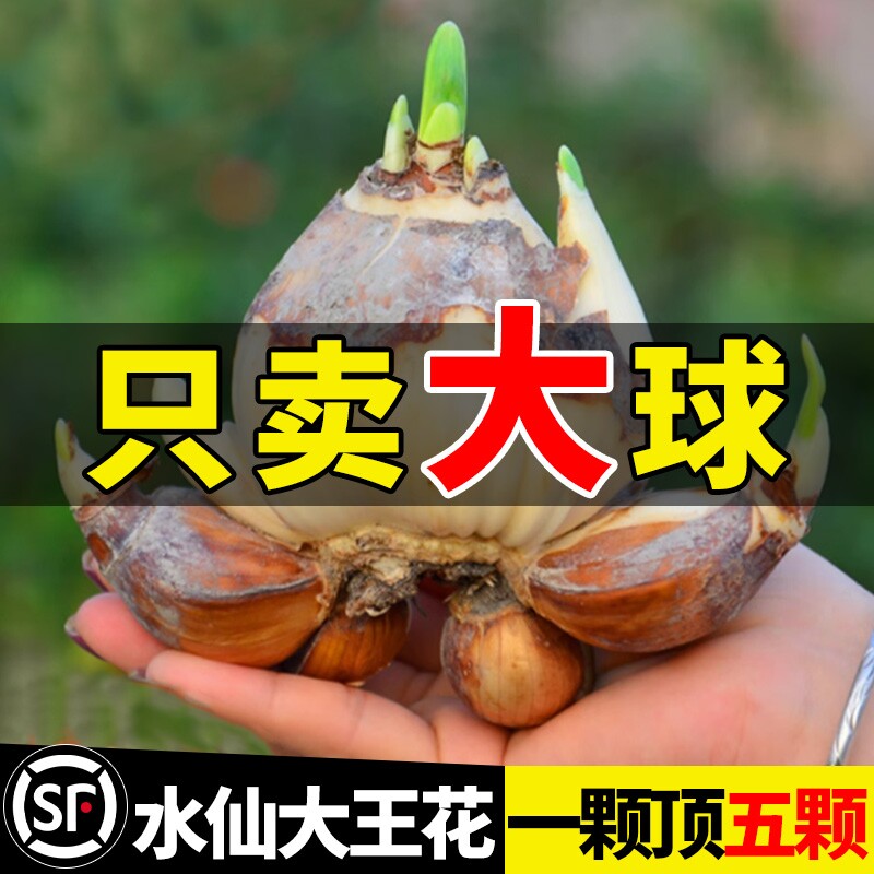 漳州水仙花种球种子盆栽水养花卉球种室内冬季水培植物花球带花苞图片