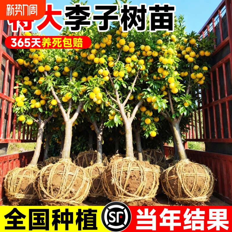 正宗嫁接李子树苗南北方种植庭院盆栽地栽当年结果早熟晚熟李子苗