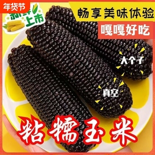 东北黑糯玉米新鲜甜玉米食即真空非转基因头茬黏糯玉米