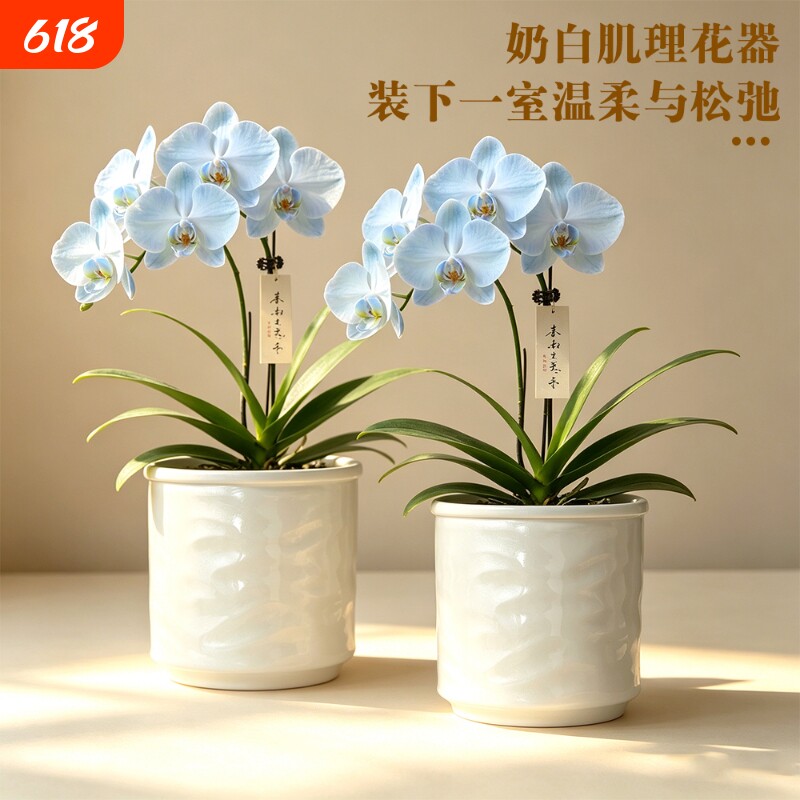 家用北欧室内吊篮蝴蝶兰多肉陶瓷花盆绿植盆栽桌面摆件氛围植物