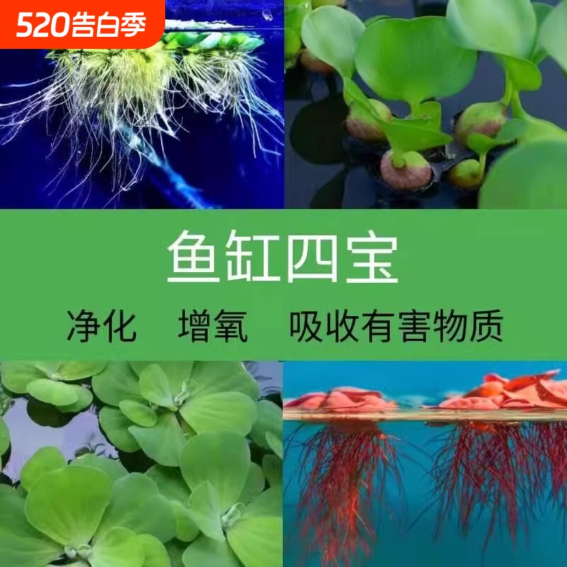 鱼缸增氧六宝浮萍水草古法水质净化生态缸躲避造景芙蓉定植套餐