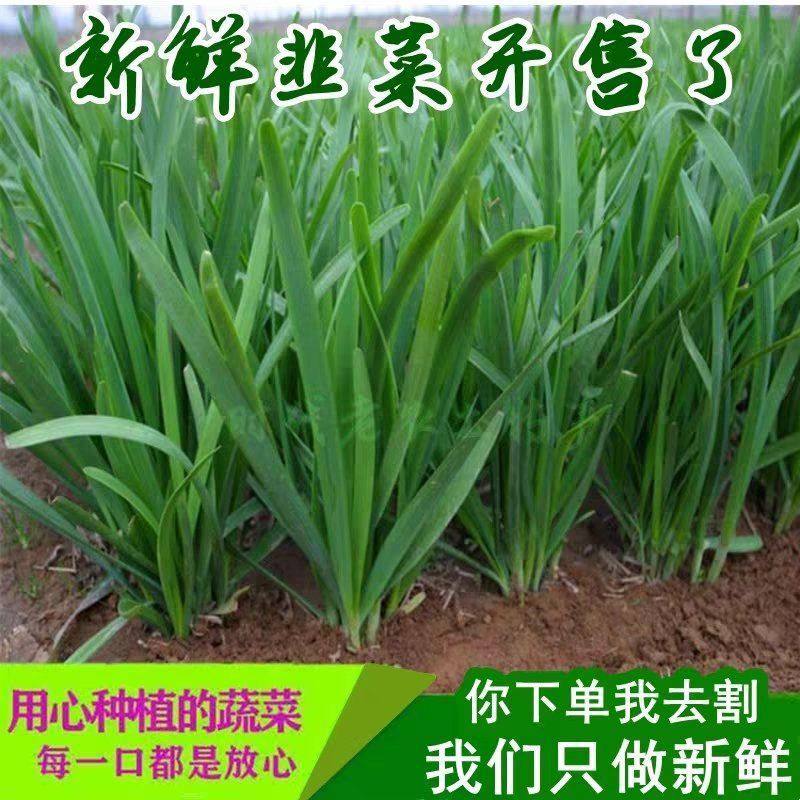 新鲜现割山东头茬宽叶韭菜新鲜当季时令蔬菜绿色叶子菜现挖现发,水产肉类/新鲜蔬果/熟食,叶菜类,淘宝优惠券,粉丝福利购,淘宝优惠卷
