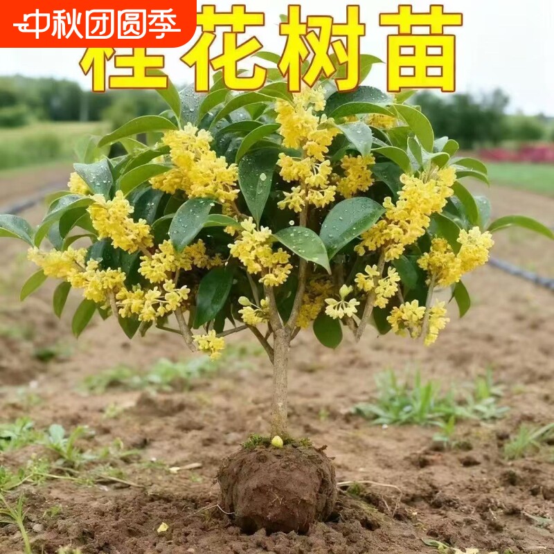 四季桂花树苗盆栽老桩金桂小苗室内阳台庭院花卉耐寒植物四季开花图片