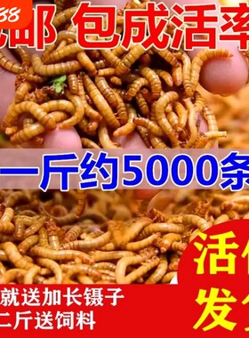 面包虫活体黄粉虫活虫鹦鹉鱼金龙鱼蛙饲料包邮一斤蜥蜴麦麸养殖