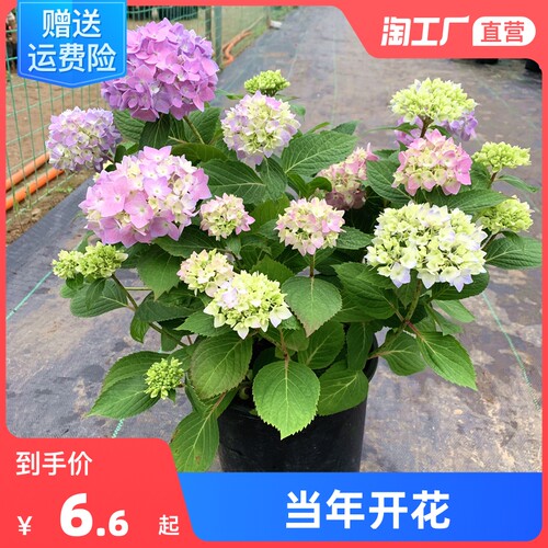 绣球花盆栽销量排行榜 绣球花盆栽品牌热度排名 小麦优选