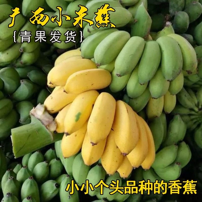 广西正宗小米蕉新鲜甜糯香甜当季水果小香蕉皇帝蕉芭蕉