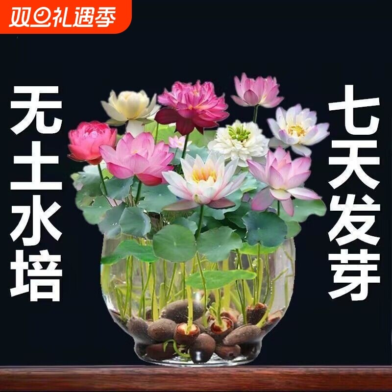 鱼缸水草种子水培真草养鱼碗莲种籽装饰造景植物固定景观水质观赏