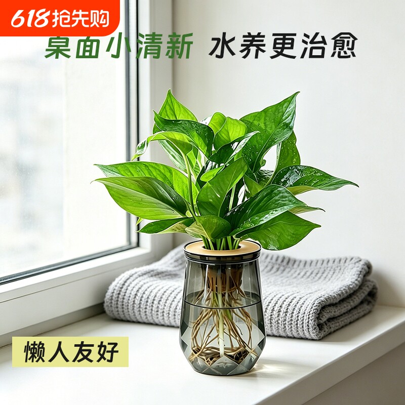 绿萝盆栽发财树水培绿植椰子花卉办公桌面四季常青好养活净化空气