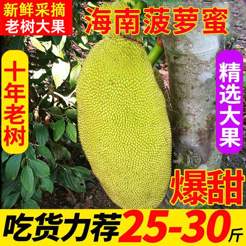 海南黄肉菠萝蜜新鲜采摘整个