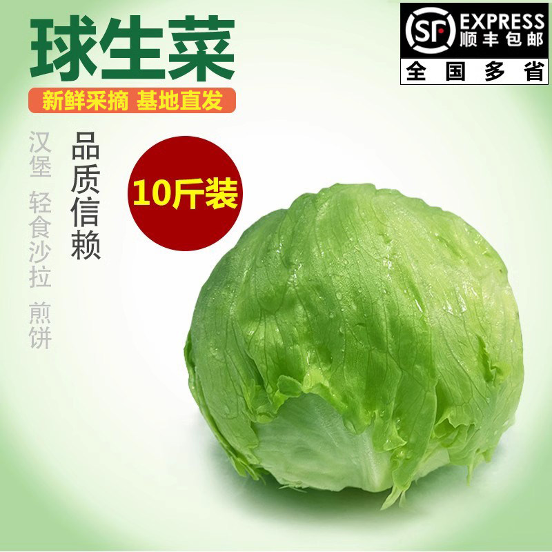 新鲜球生菜10斤沙拉食材西生菜图片