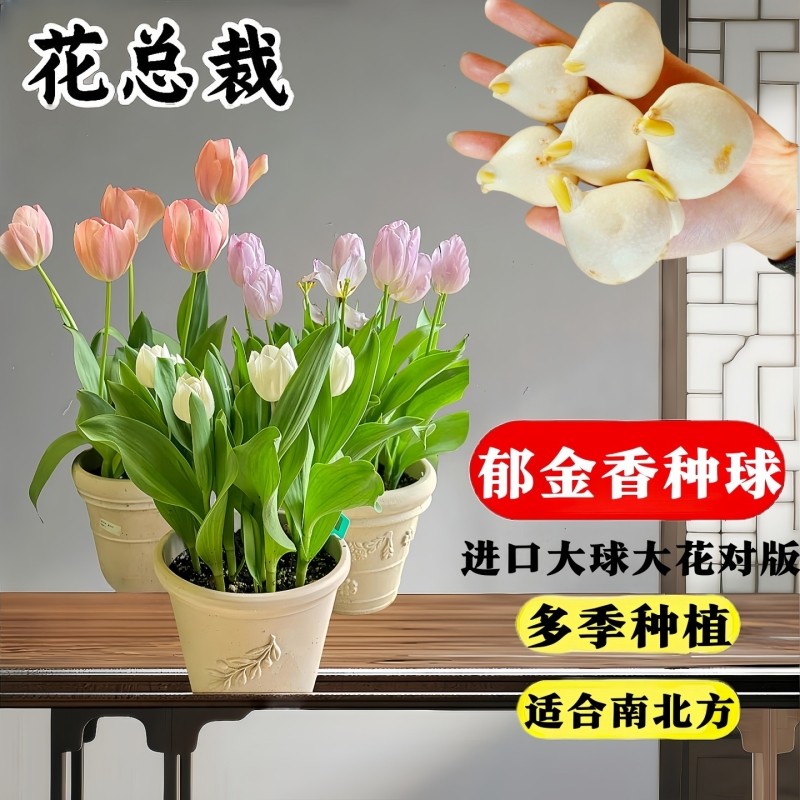 郁金香种球盆栽植物花卉水培桌面阳台重瓣荷兰进口自然球耐寒种植