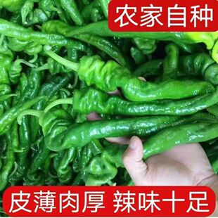 新鲜香辣螺丝辣椒薄皮辣椒四季菜椒阳台盆栽线椒农家蔬菜