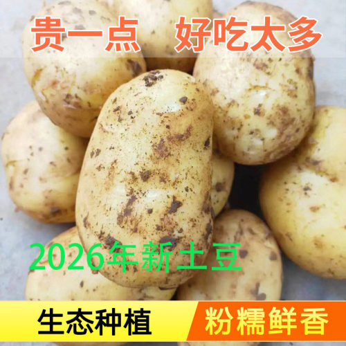 2026年新土豆新鲜中土豆黄皮