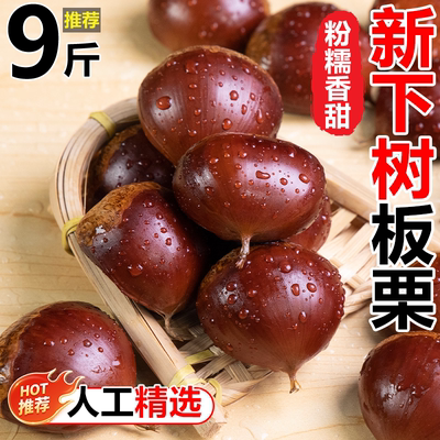 新下树丹东板栗2025新果生板栗