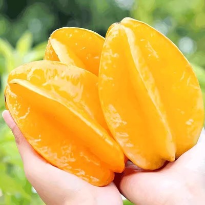 福建漳州甜杨桃新鲜水果应当季洋桃红扬桃五角星阳桃整箱发货