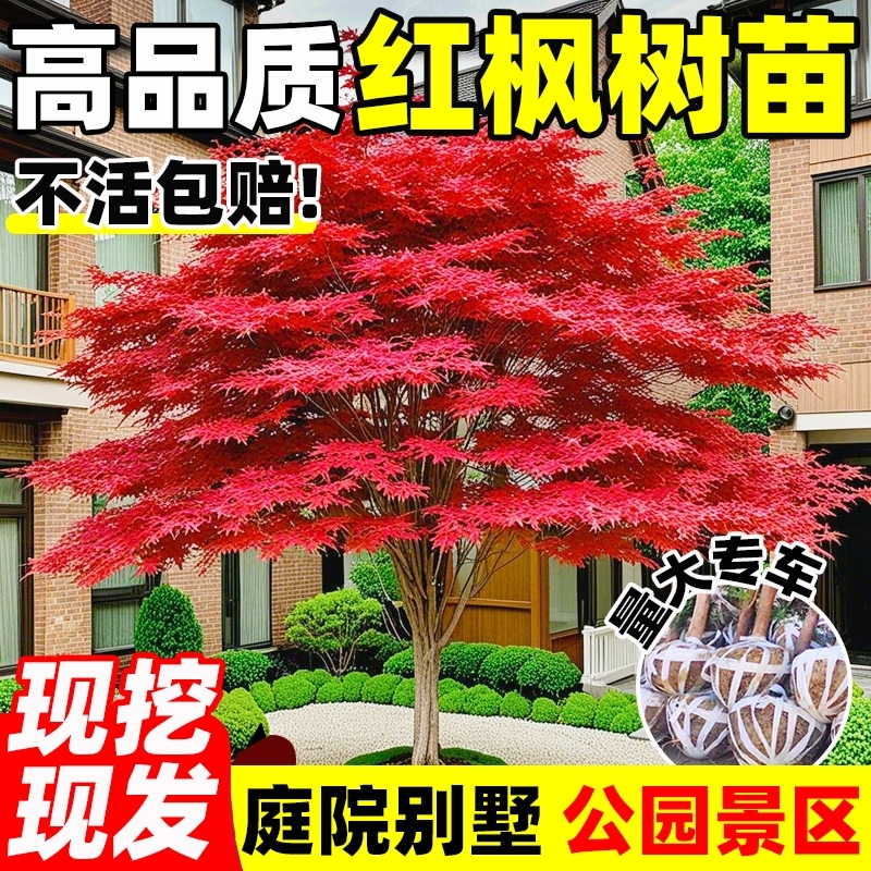 红枫树苗四季日本红舞姬风景大树造型枫叶树庭院室外盆栽绿化植物