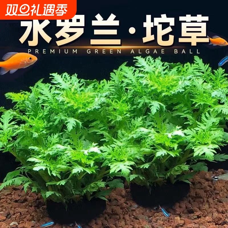 水罗兰坨草鱼缸造景水草植物绿植阴性后景古法养鱼新手懒人好养活