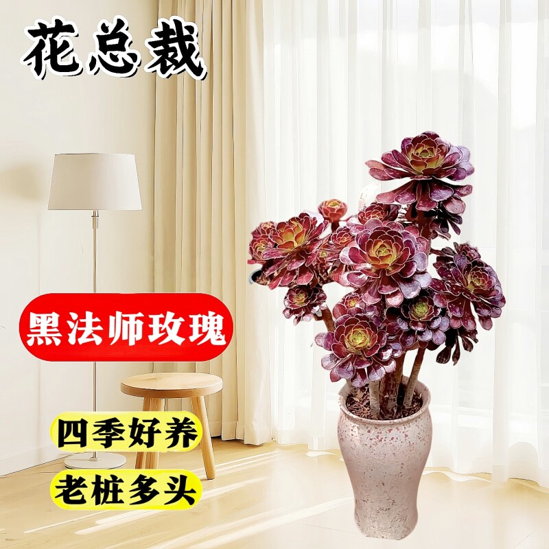 高级精品老桩黑武士法师好养易活