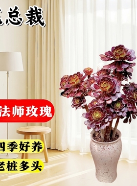 法师多肉植物盆栽高级阳台老桩黑武士大颗好养活室内花卉绿植精品