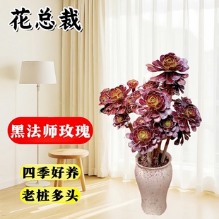 法师多肉植物盆栽高级阳台老桩黑武士大颗好养活室内花卉绿植精品
