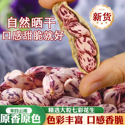 新鲜七彩花生云南特产26年自然晒干生花生带壳干货健康油炸新货
