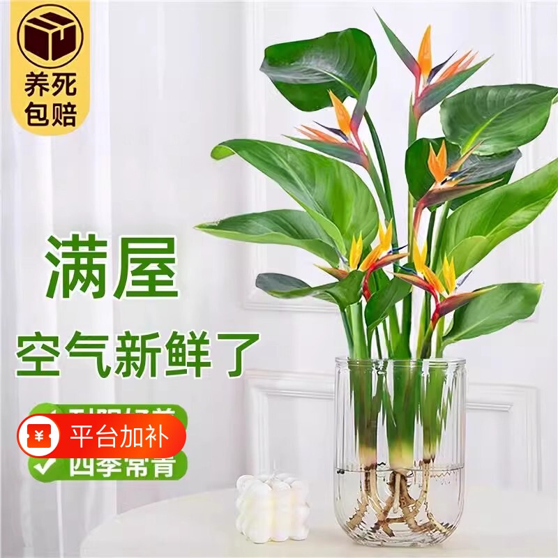 天堂鸟盆栽花卉植桌养活无土面鹤望兰客厅绿植吸甲醛阳台室内好养