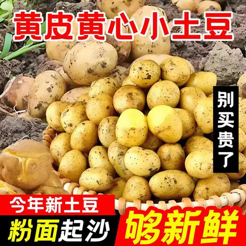 恩施黄心小土豆新鲜现挖