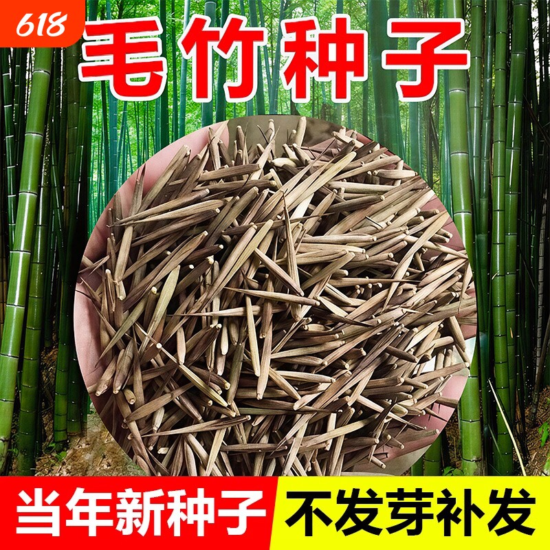 毛竹种子户外绿植耐寒热南北方大型毛竹庭院紫竹黄金竹罗汉竹种籽