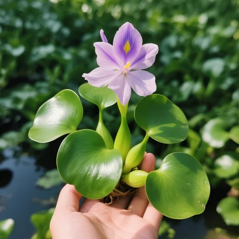 水葫芦水草浮萍鱼缸乌龟虾花卉鱼池造景躲避净化水质水芙蓉苗增氧