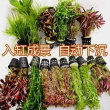 鱼缸造景植物装饰真水草草水草套餐好养耐活水芹沉底九冠浮萍迷你