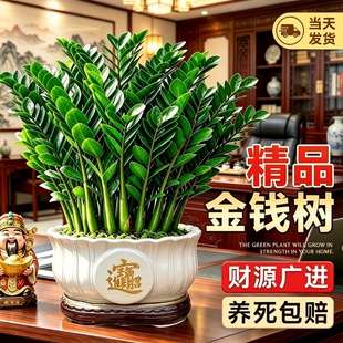 金钱树盆栽办公室绿植桌面好养四季钱串子客厅室内植物盆景招财