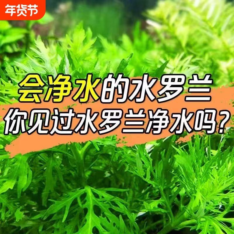 水罗兰坨草鱼缸造景净水后景新手懒人水草植物好养活阴性淡水增氧,宠物/宠物食品及用品,水草,淘宝优惠券,粉丝福利购,淘宝优惠卷