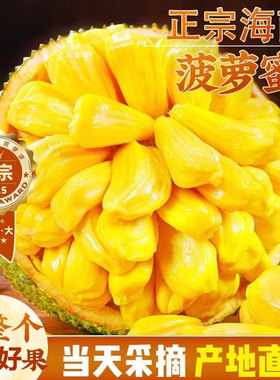 海南黄肉菠萝蜜新鲜水果当季现摘生鲜一整个大果波罗蜜三亚特产红